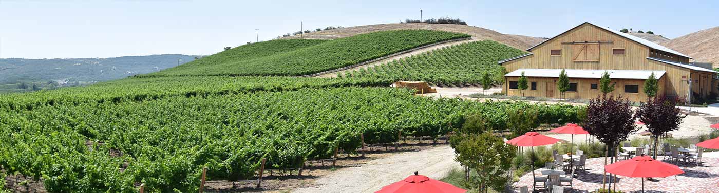 Vineyard in Central Coast, California