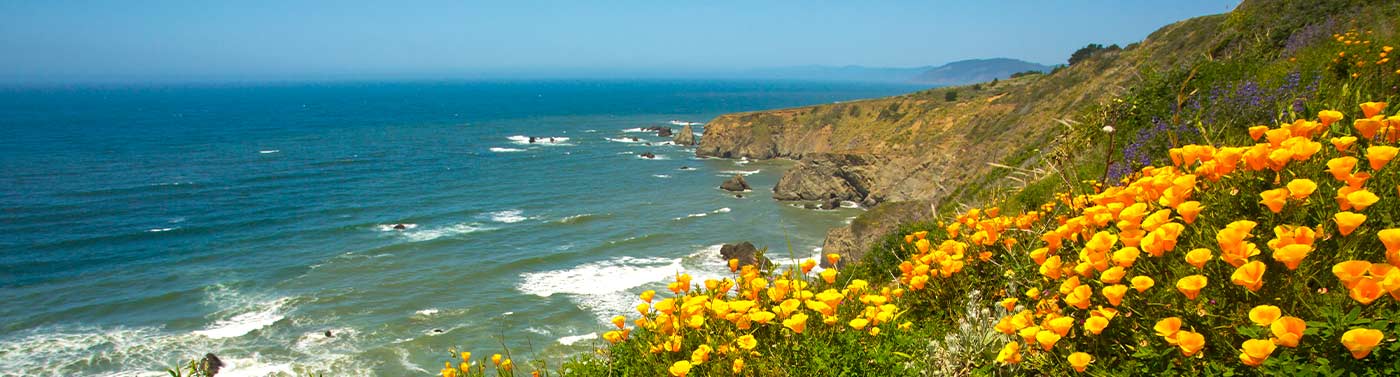 california poppies on the north coast of california