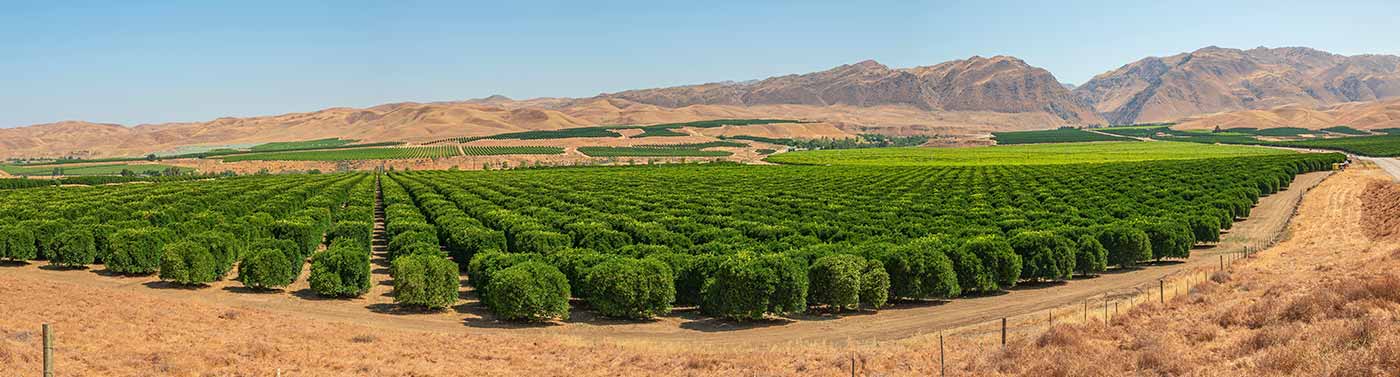 almond farm field and mountains in Kern County, CA