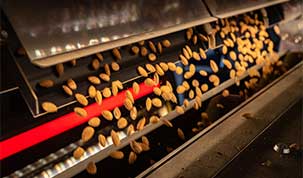 Almonds being sorted after harvest